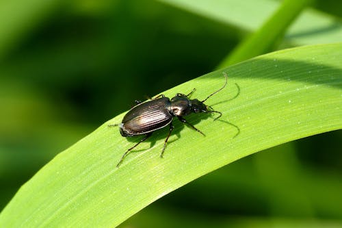 A black beetle sitting on top of a green leaf