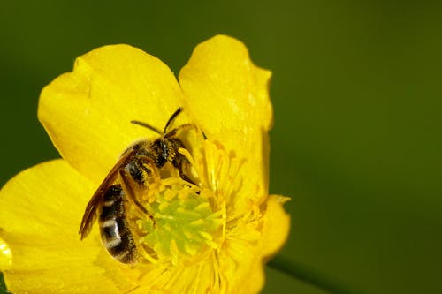 A bee is sitting on a yellow flower