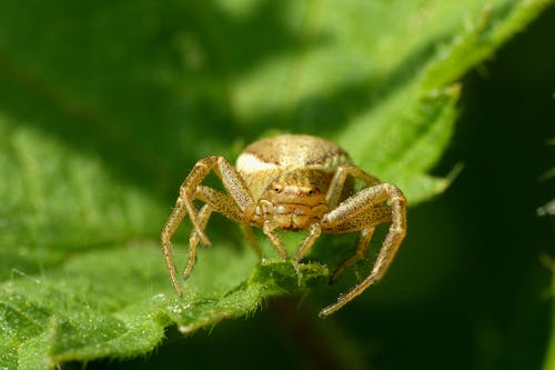 A small spider sitting on top of a leaf