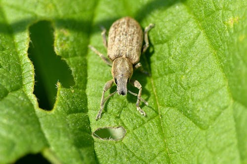 A small bug on a leaf with a green background