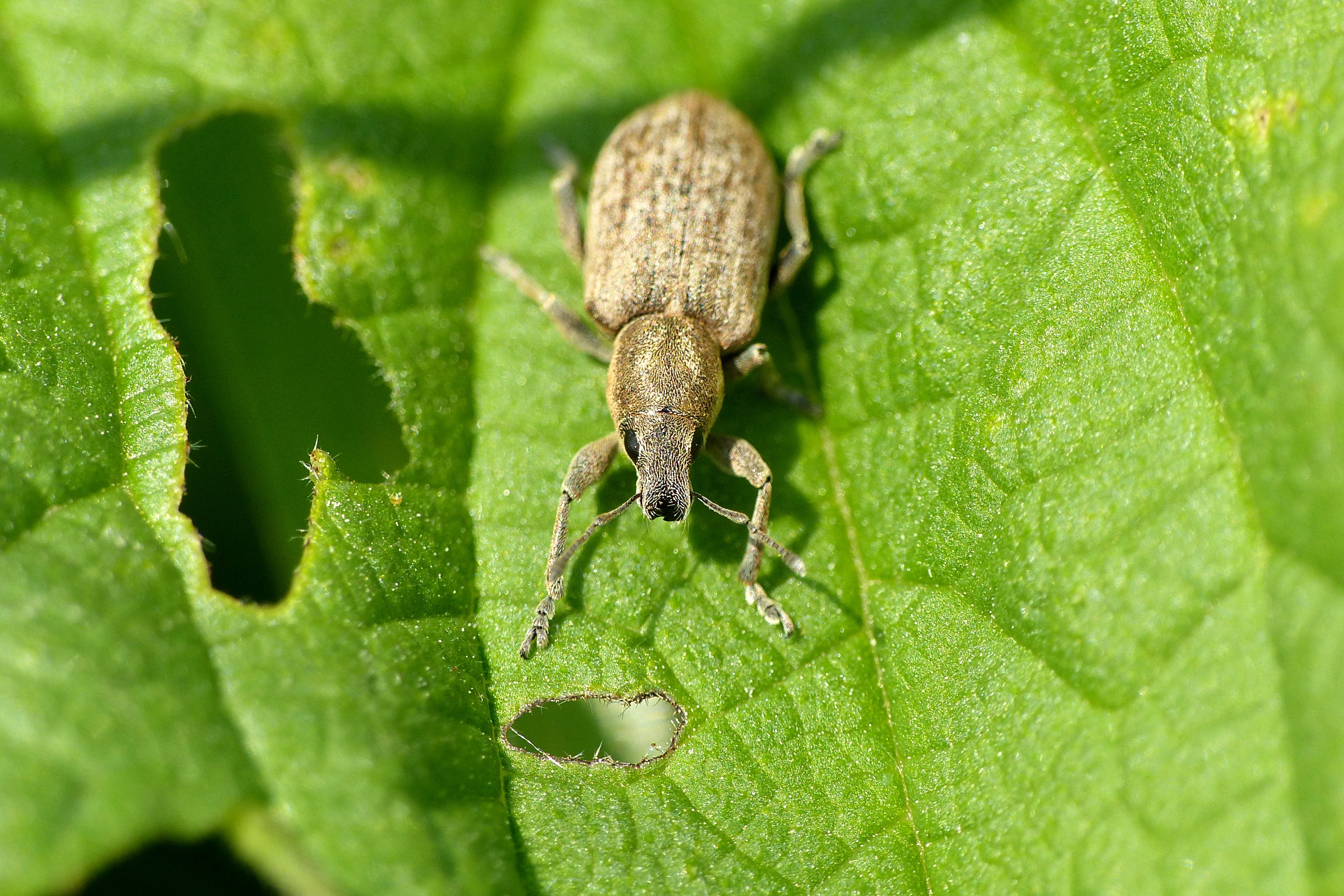 A small bug on a leaf with a green background · Free Stock Photo