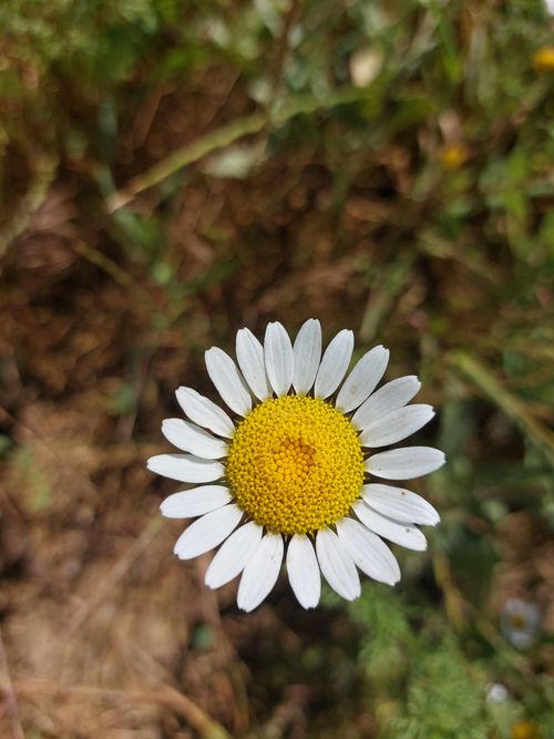 Free Vibrant close-up photo of a daisy with white petals and yellow center against a natural blurred background. Stock Photo