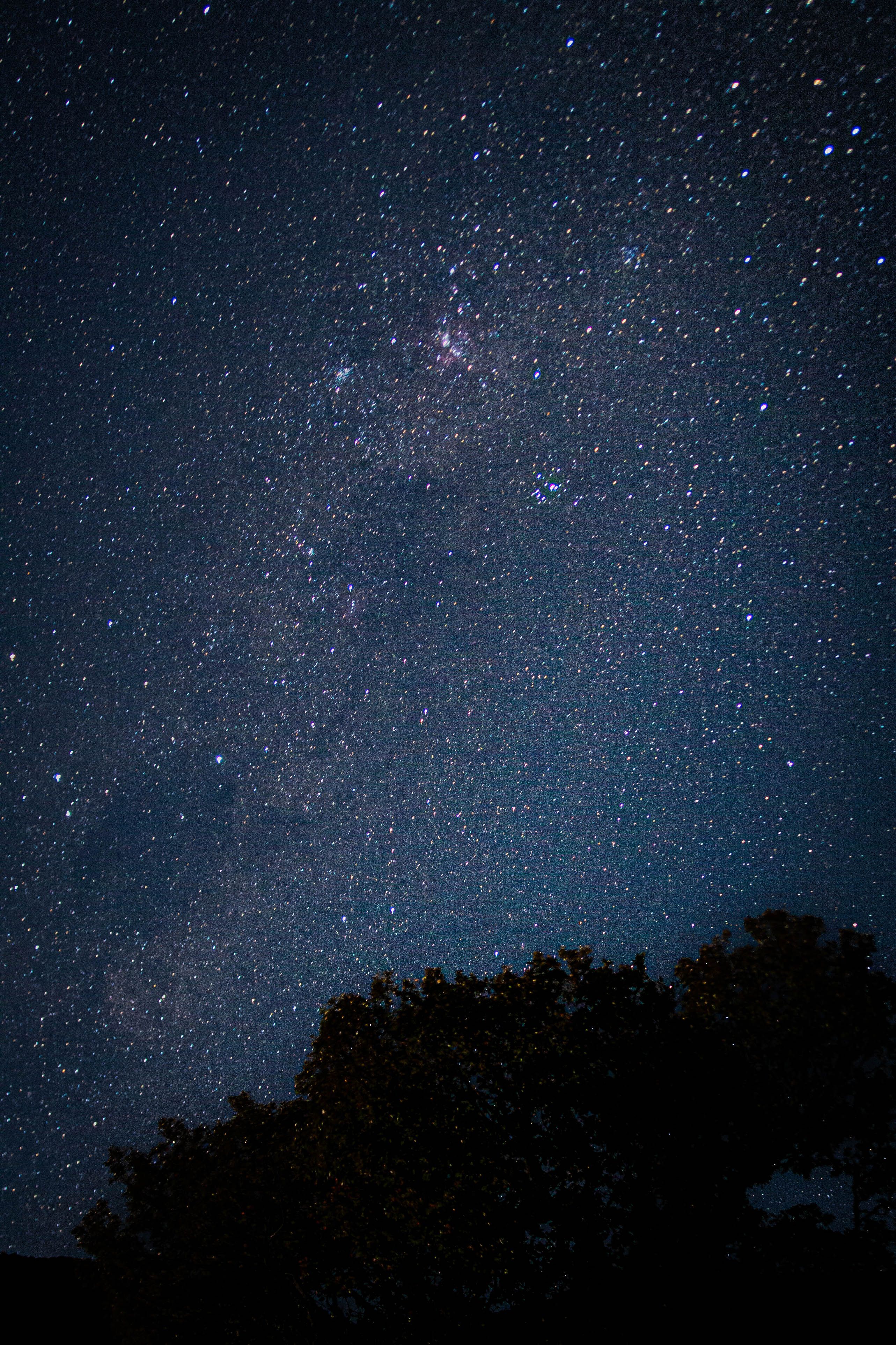 Silhouettes of Trees under Starry Night Sky · Free Stock Photo