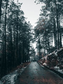 一条宁静的雪路穿过冬季森林中的高大松树