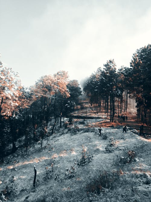 Landscape Photography of Green Trees