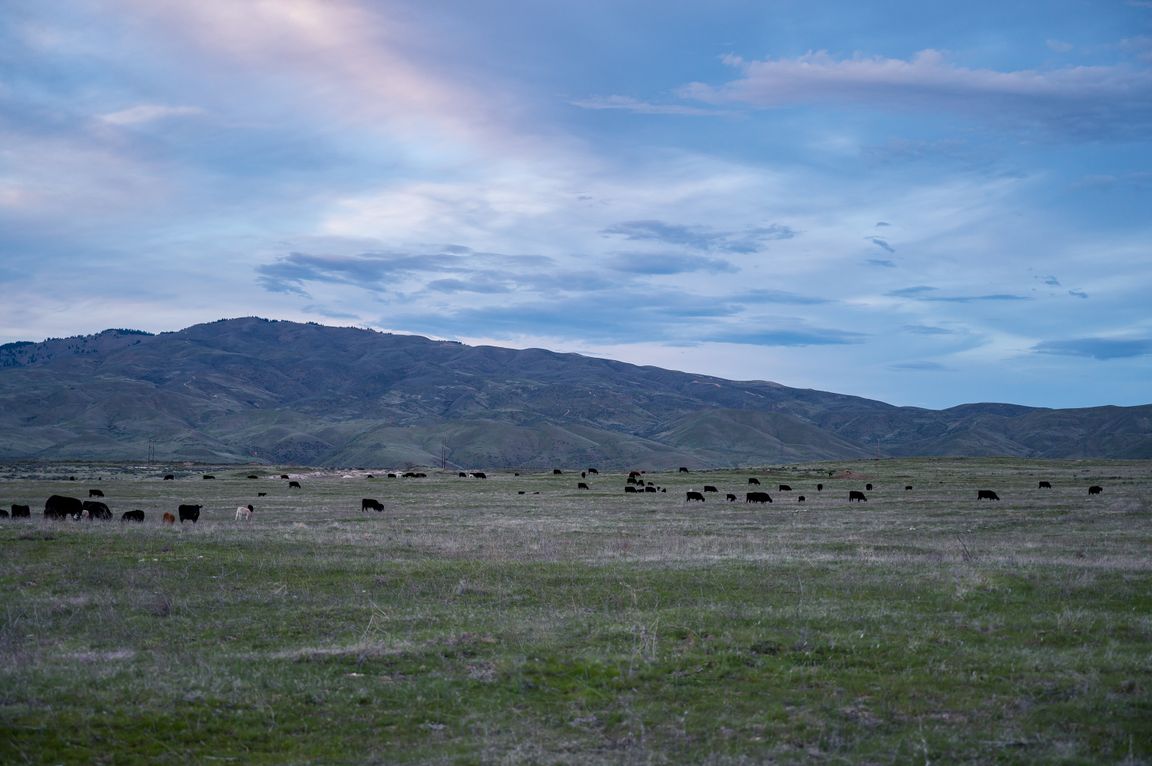 Ongole cattle in natural Telangana landscape