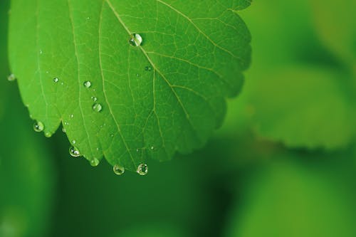 бесплатная Зеленолистное растение на фотографии в селективном фокусе Стоковое фото