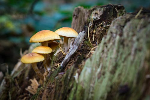 Základová fotografie zdarma na téma detail, hloubka ostrosti, makro