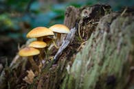 森林环境中树皮上野生蘑菇的宏观特写