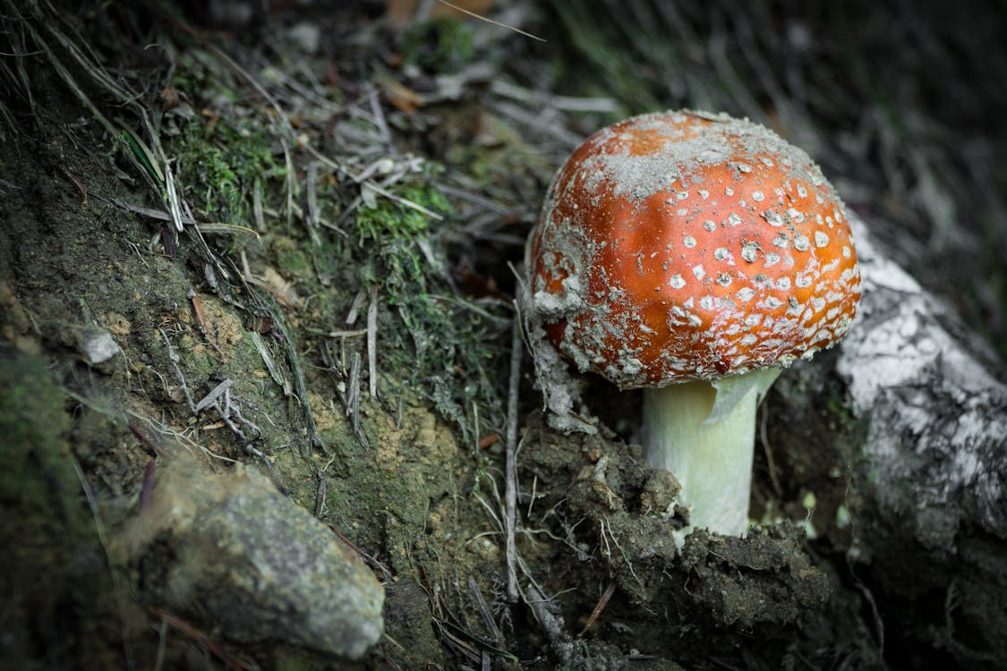 Free Orange Mushroom Stock Photo