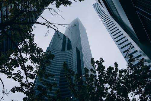 Foto d'estoc gratuïta de arbre, centre de columbia, centre de la ciutat