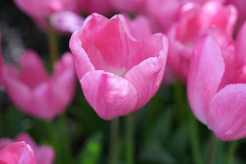 Gratis lagerfoto af ashikaga, blomst, blomster