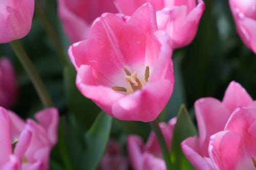 Gratis lagerfoto af ashikaga, blomst, blomster