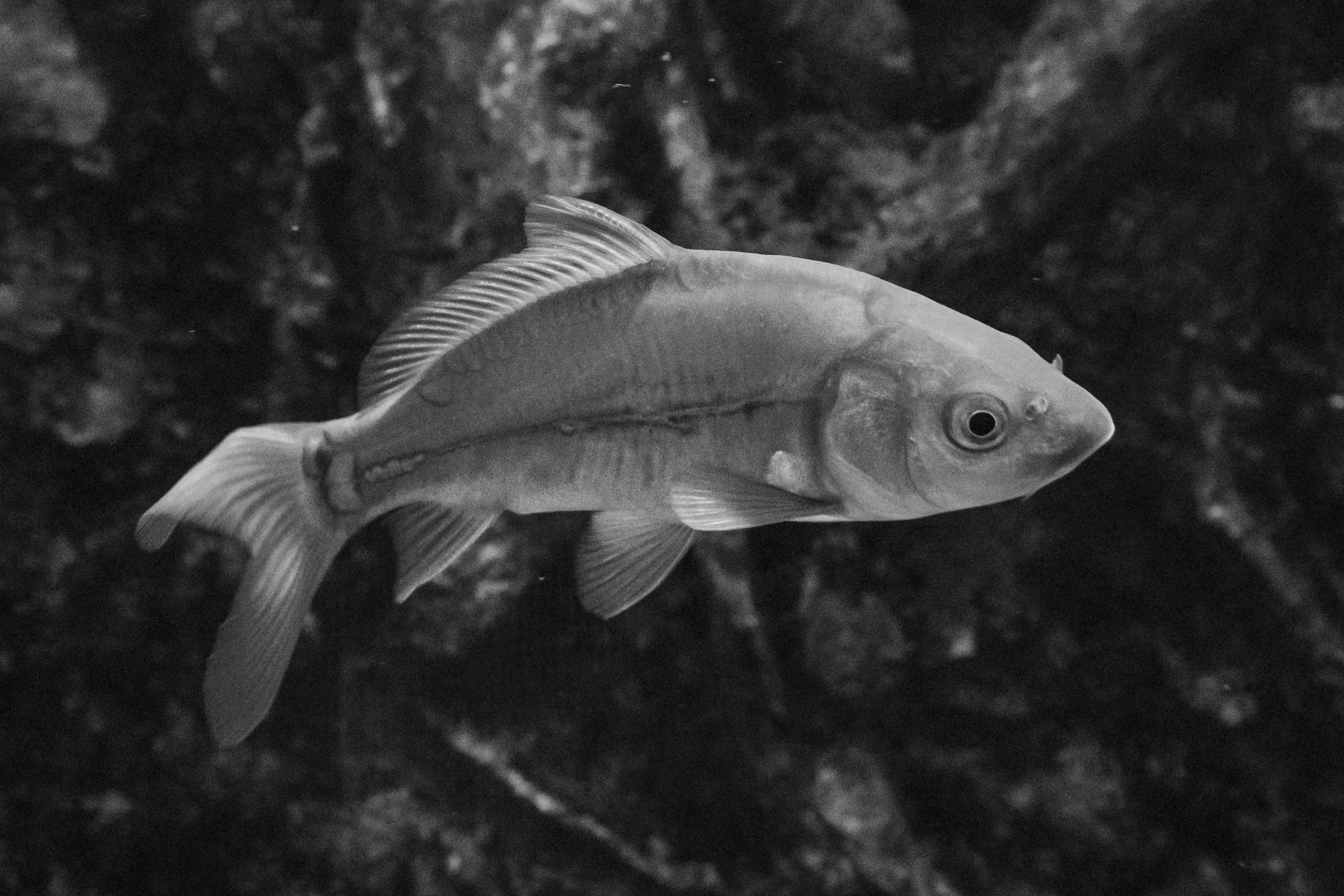 Fish in Sea · Free Stock Photo
