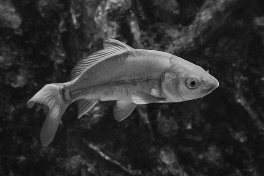 Monochrome image of a fish swimming underwater, highlighting nature's beauty.