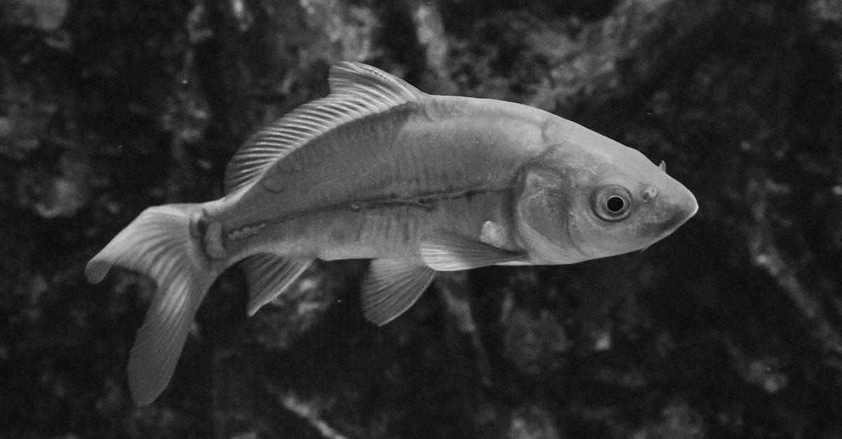 Cropped Image Fish Fish in Sea · Free Stock Photo