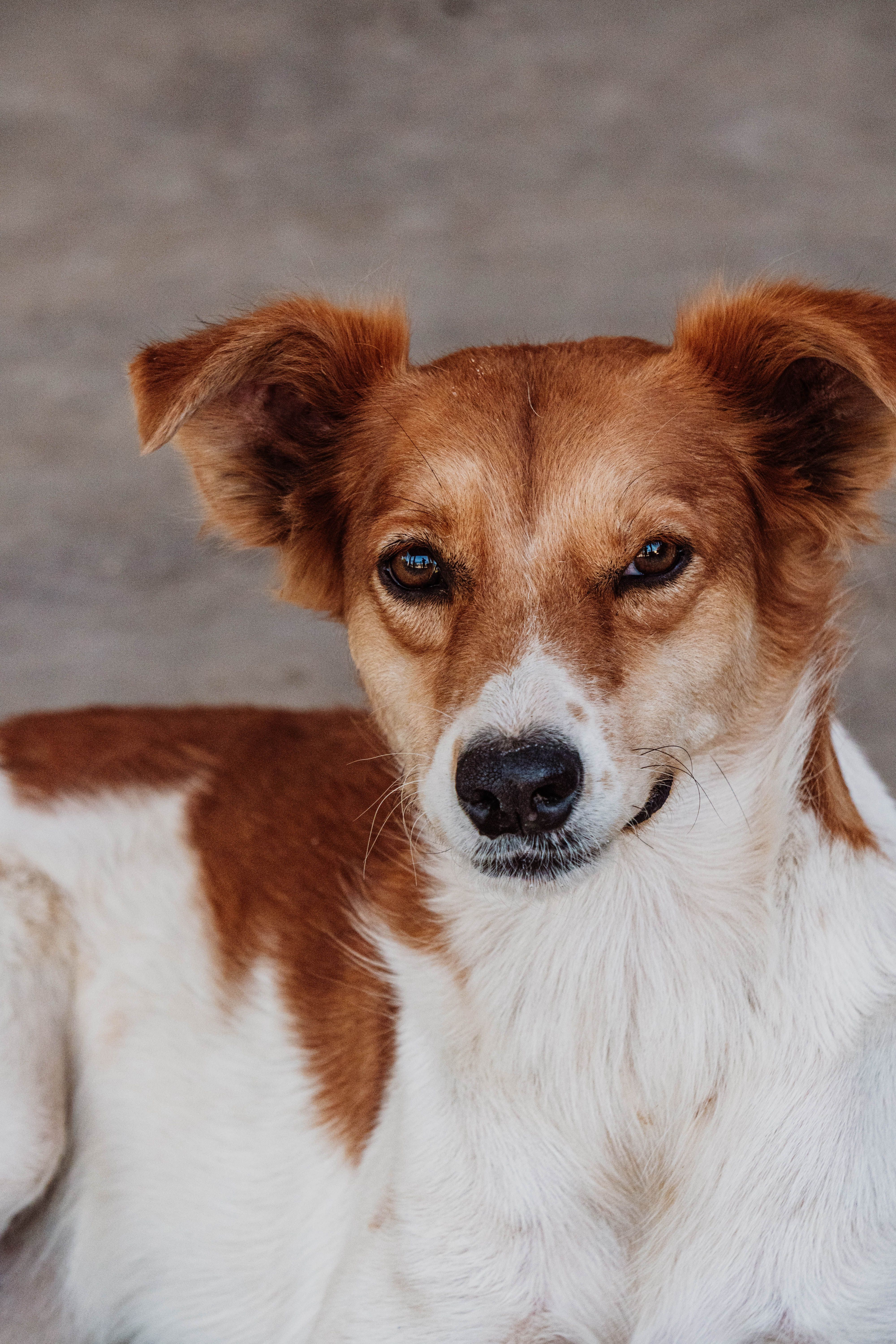 Puppy Vaccination After Adoption: What Should You Do First?