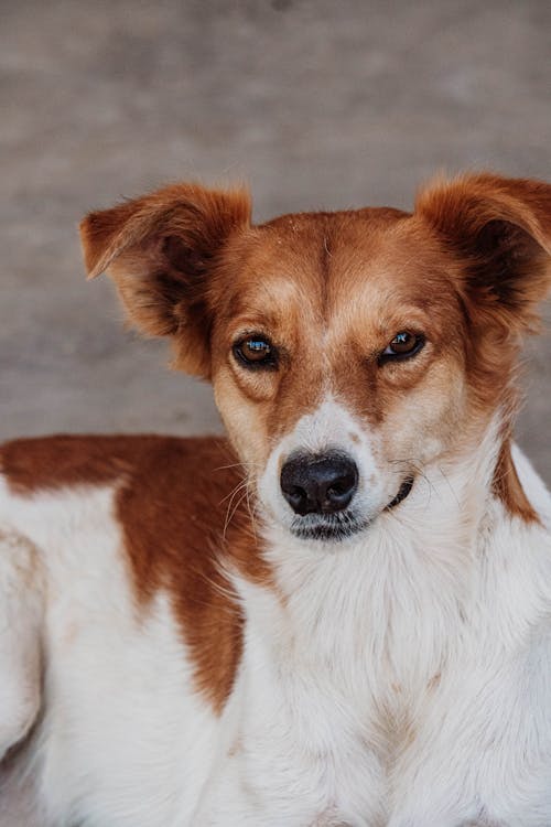 Portrait of Dog