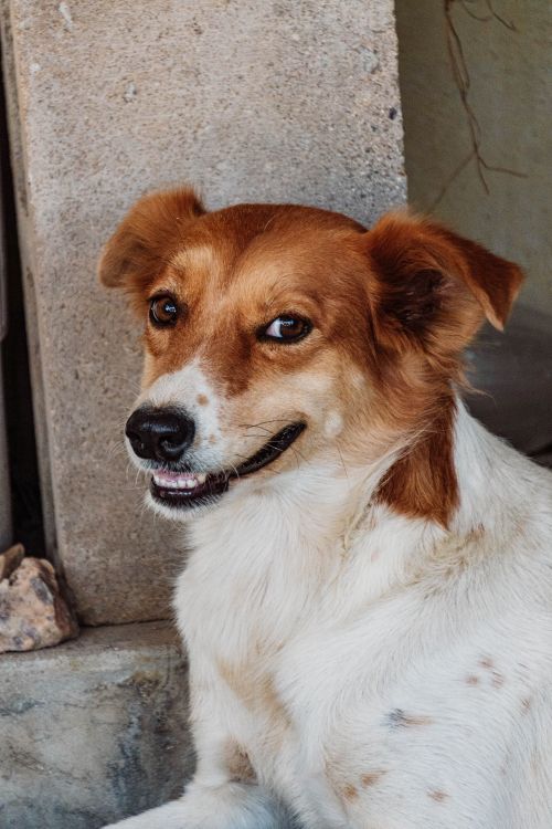 Free Close-up portrait of a relaxed mixed breed dog sitting outdoors with a subtle smile. Stock Photo