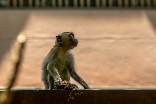 게 먹는 원숭이, 공원, 귀여운의 무료 스톡 사진