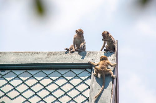 게 먹는 원숭이, 동남아시아, 동물 지능의 무료 스톡 사진