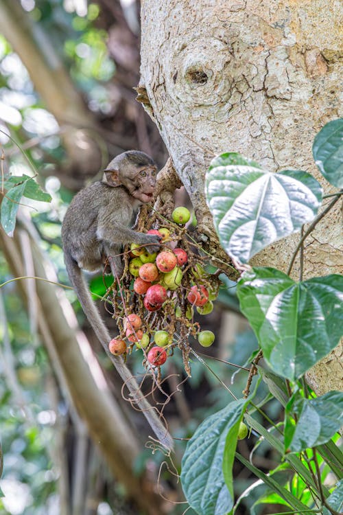 A monkey is eating fruit from a tree