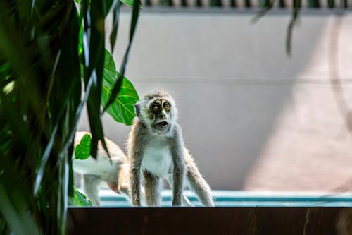 게 먹는 원숭이, 공원, 귀여운의 무료 스톡 사진
