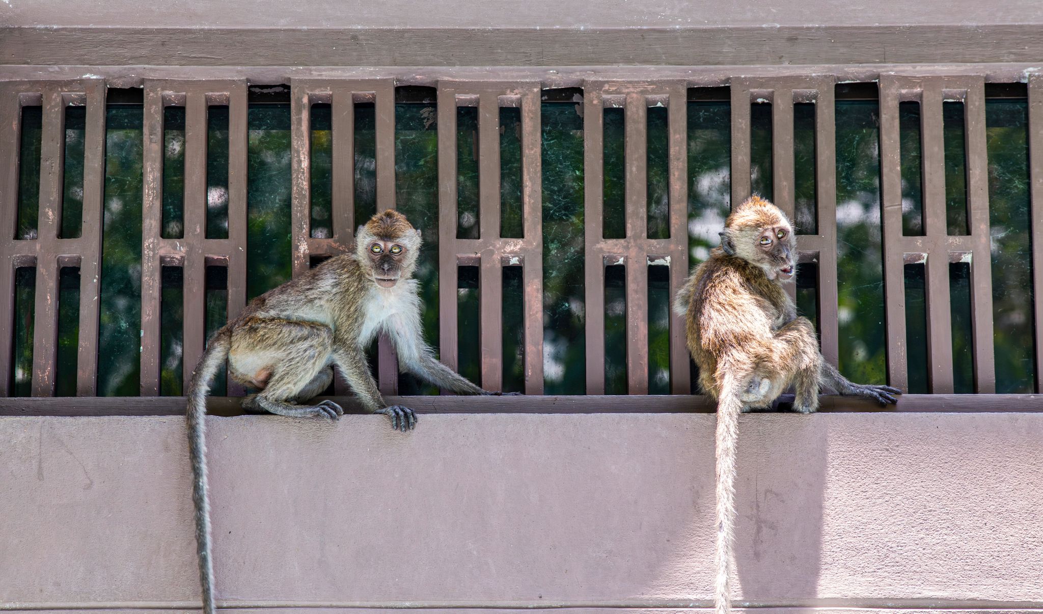 Nearly 100 monkeys escape enclosure in Thailand