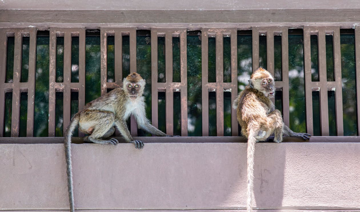 Two monkeys sitting on the ledge of a building