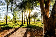 公园里阳光明媚，绿树投下长长的影子，充满活力