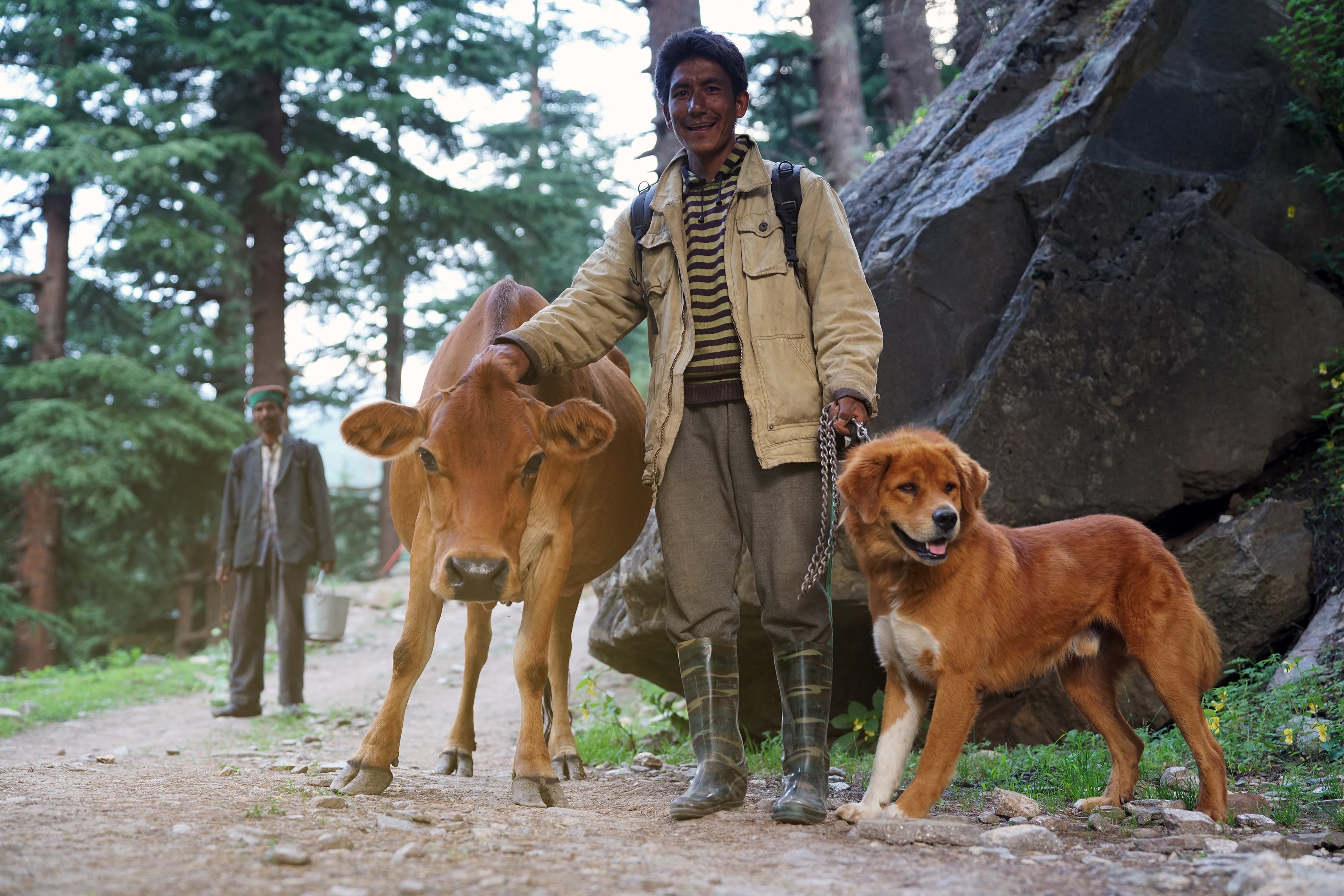 Man Standing With Brown Cattle and Short-coated Tan Dog