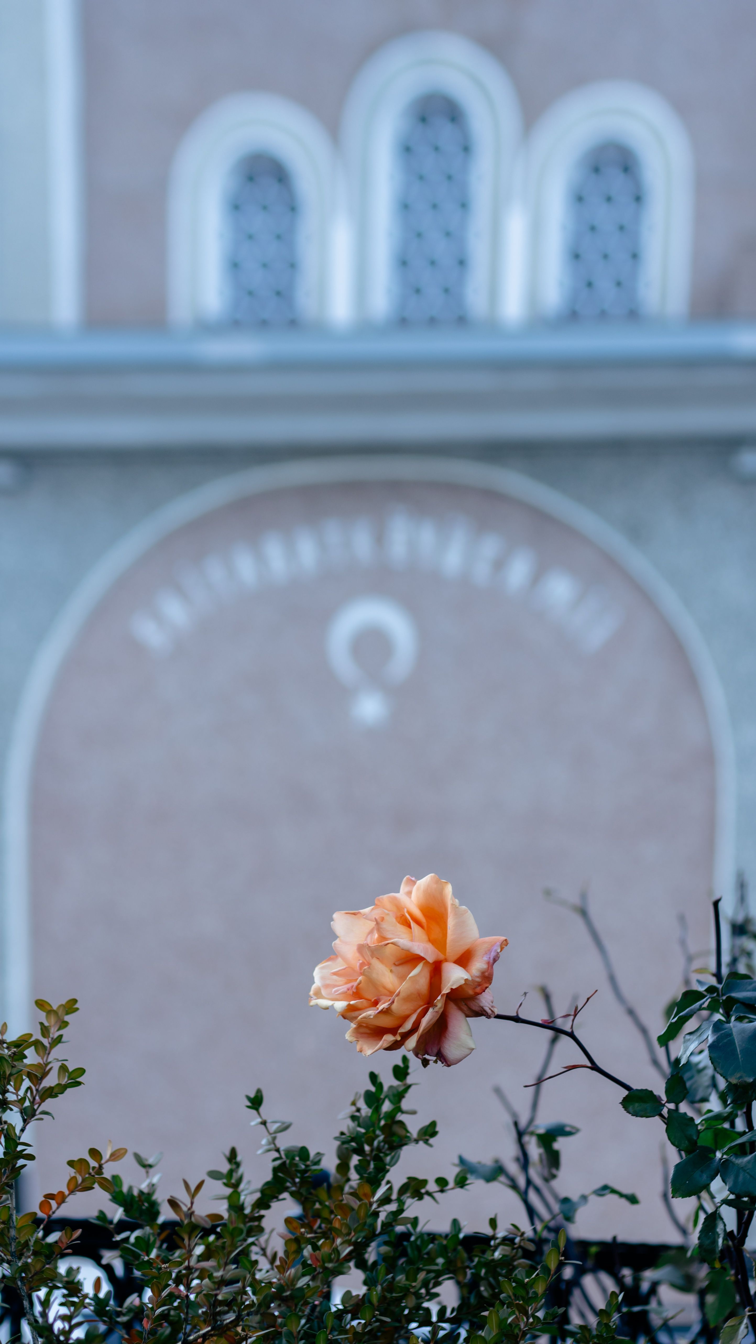 Orange rose with a blurred architectural background in Saitabat, Bursa, creating a serene floral scene.