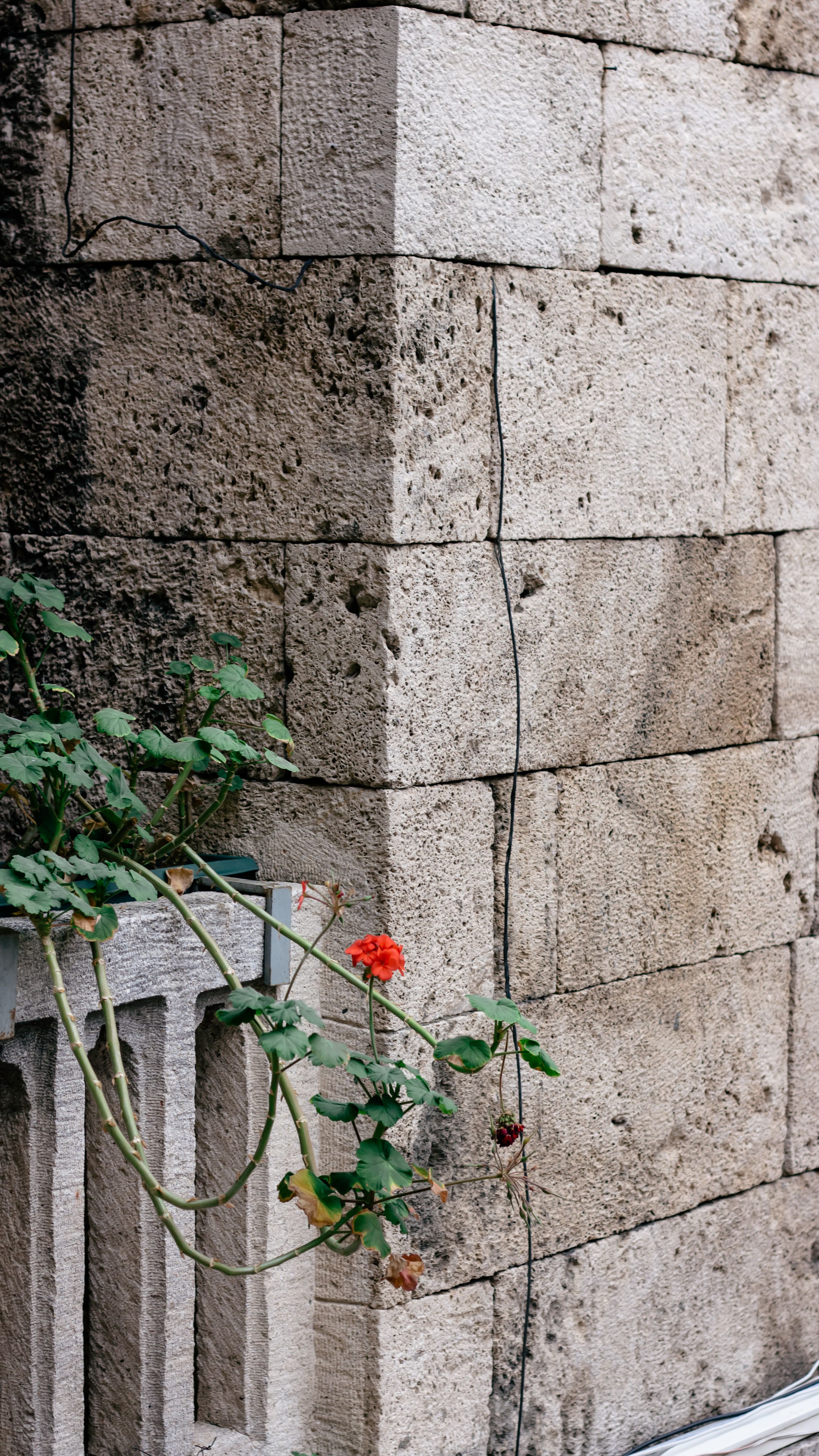 A vibrant red flower grows from a concrete barrier against an ancient stone wall in Bursa, Turkey.