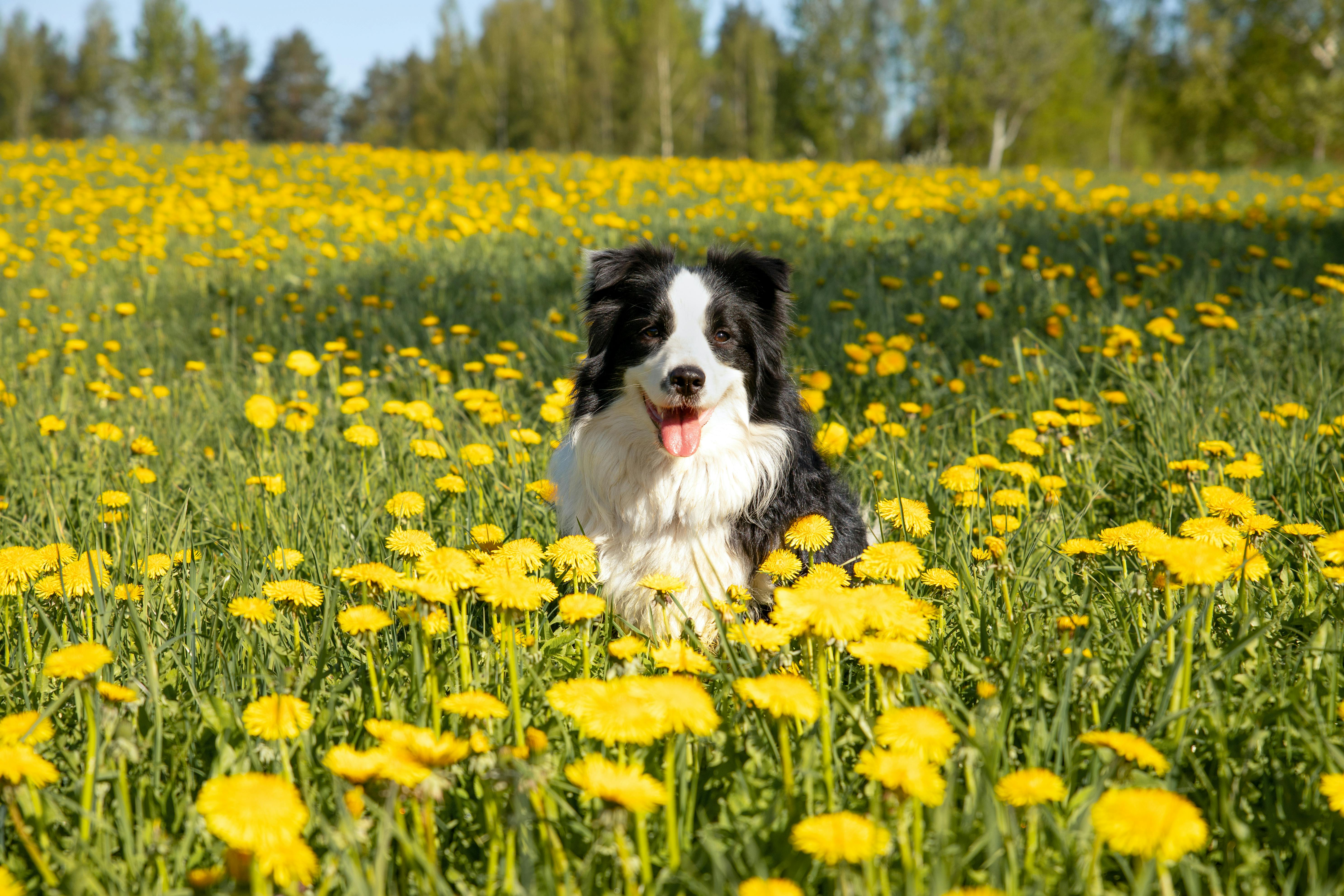 Cute Border Collie Sitting Among Yellow Flowers on Meadow