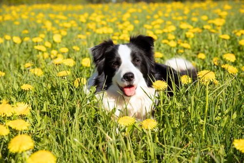 Free Energetic Border Collie enjoying a sunny day in a lush dandelion field in Cēsis, Latvia. Stock Photo