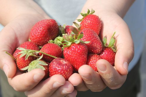 Free Vibrant red strawberries held in hands, symbolizing freshness and healthy eating. Stock Photo