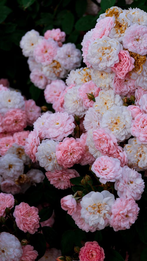 A bunch of pink and white roses in a garden