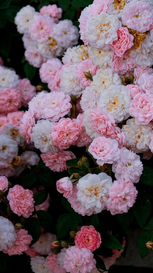 A bunch of pink and white roses in a pot
