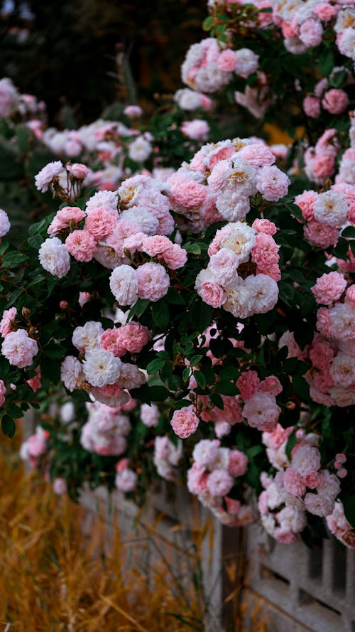 A bush of pink roses in front of a fence