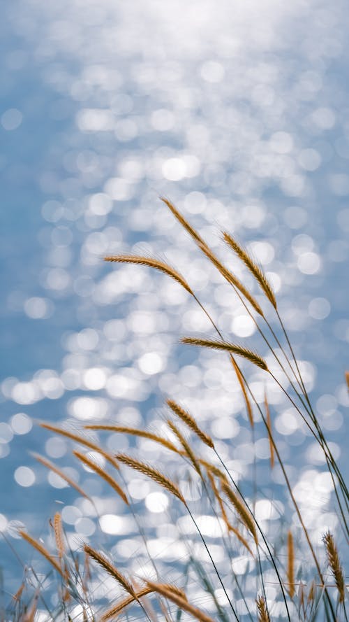 A photo of grass and water with the sun in the background