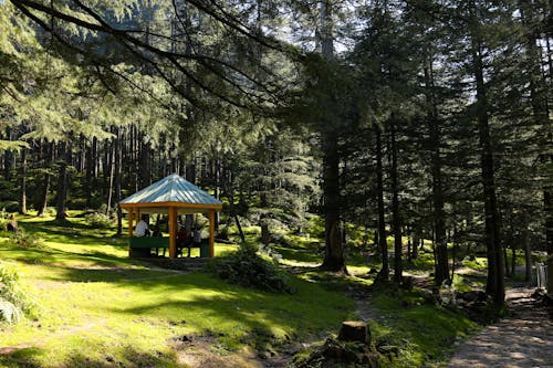 People Sitting in Gazebo Under Pine Trees