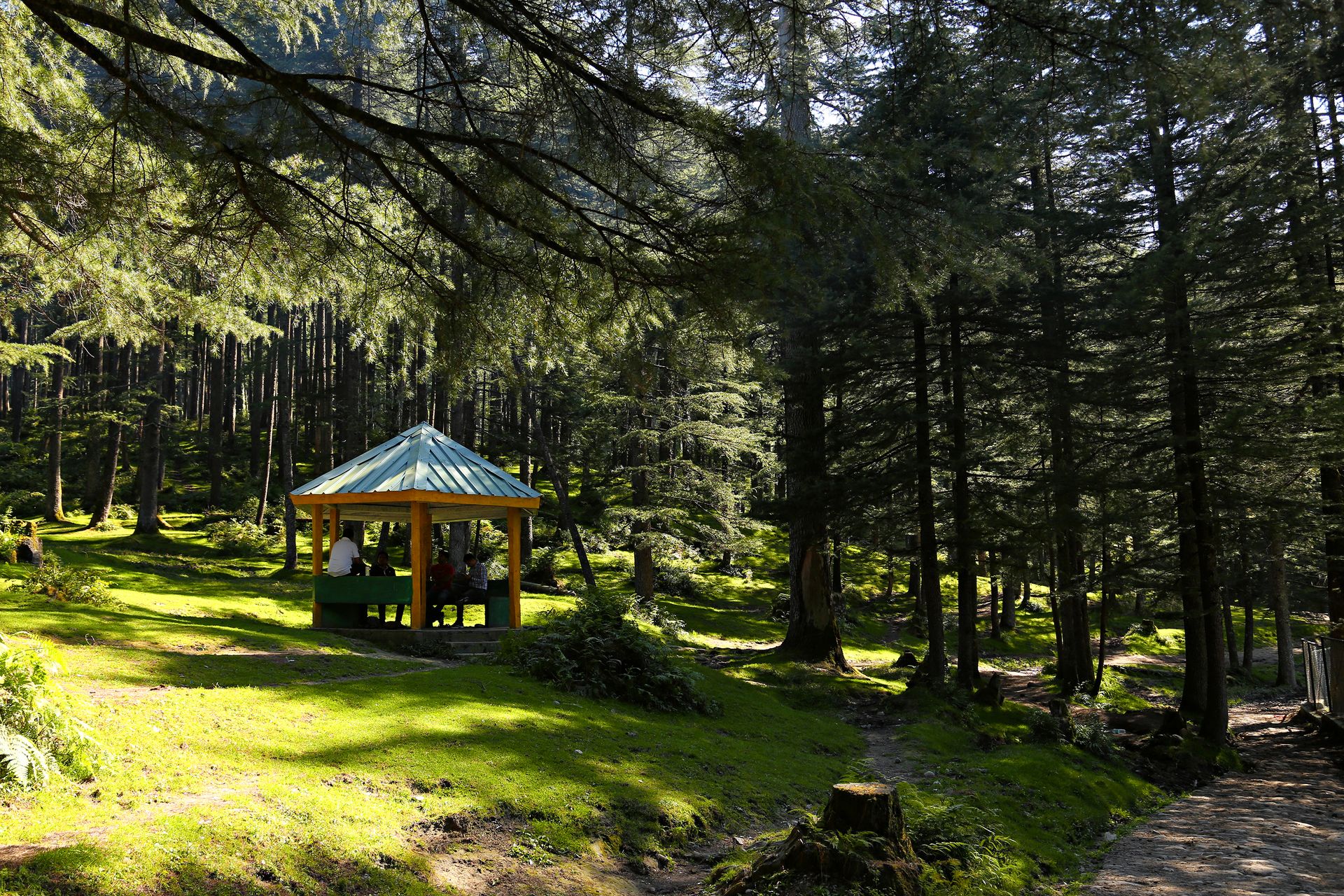 People Sitting in Gazebo Under Pine Trees