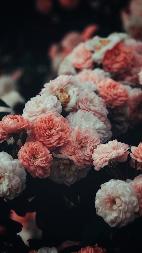 Fotos de stock gratuitas de al aire libre, amor, arreglo floral