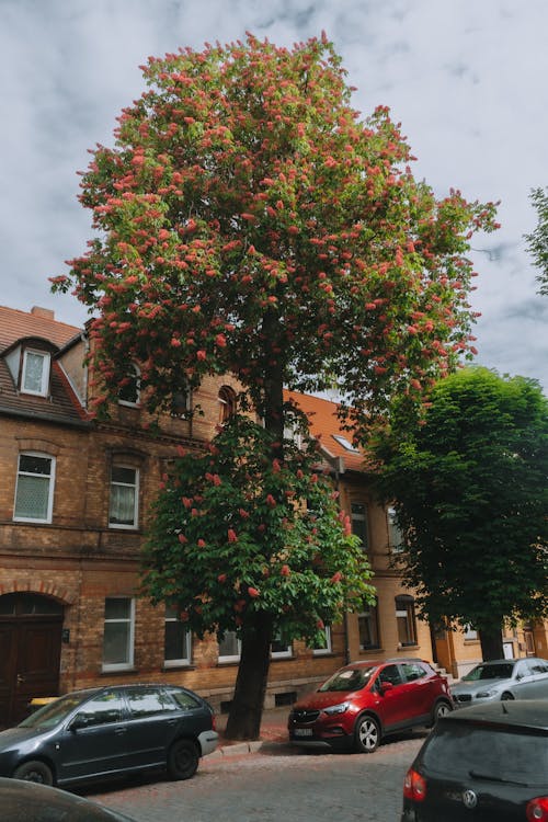 Gratis lagerfoto af arkitektur, blad, blomst