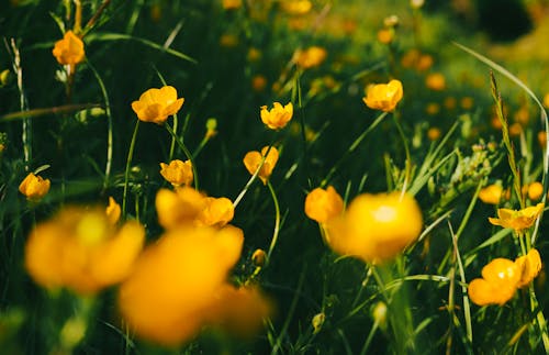 Golden Field Of Flowers In Springtime At Golden Hour