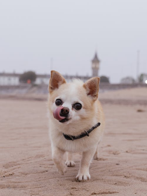 Photo of james, a chihuahua, in london, england