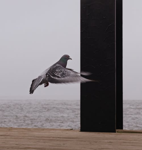 A pigeon flying over the water