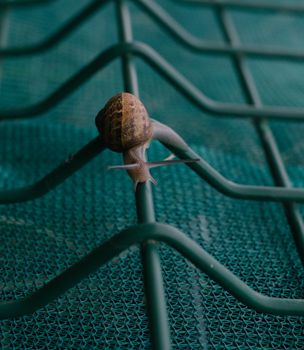 Close-up of a snail on a metal grid with a green background, showcasing nature's detail.