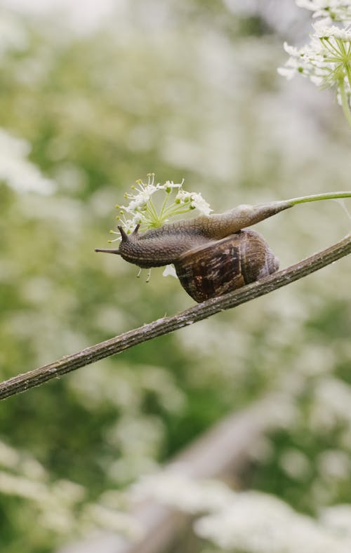 A snail is crawling on a twig with flowers
