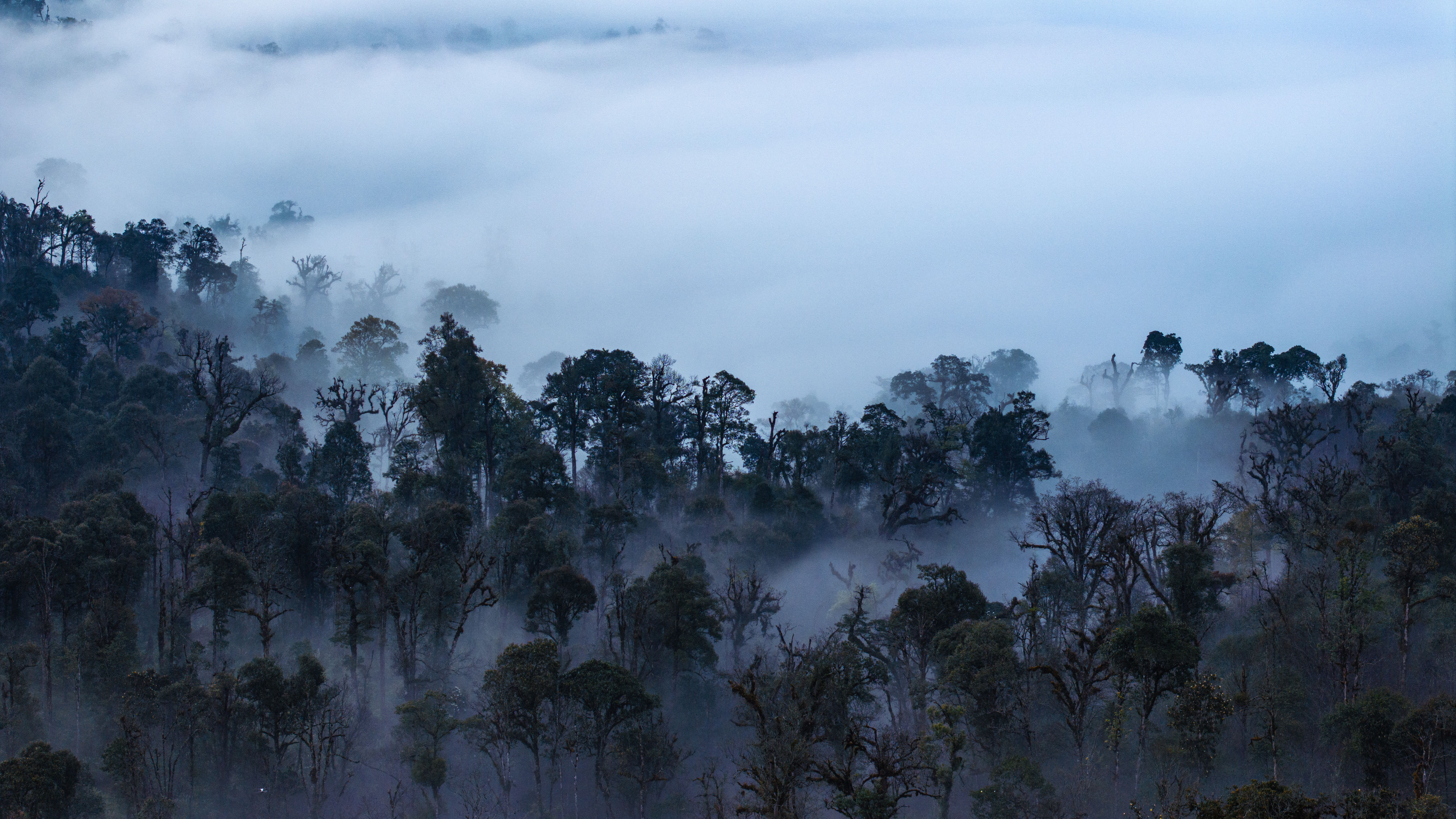 Volcanoes National Park Rwanda: Inside the Gorilla Families Guide